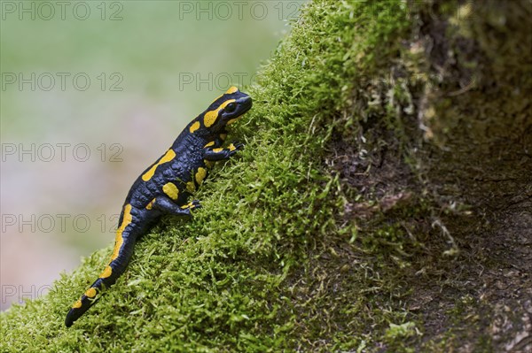 Fire salamander (Salamandra salamandra), Lower Saxony, Germany, Europe