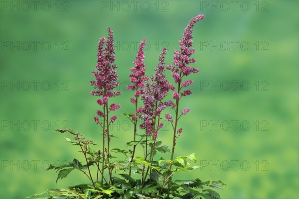 Astilbe, flowering, blossom, Elllerstadt, Germany, Europe