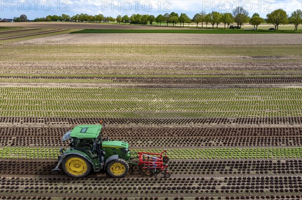 Farmer working a field with different heads of lettuce, in different stages of growth, weeds are