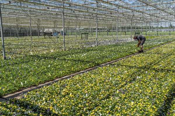 Horticultural business, greenhouse, various types of potted plants are grown here to be sold in