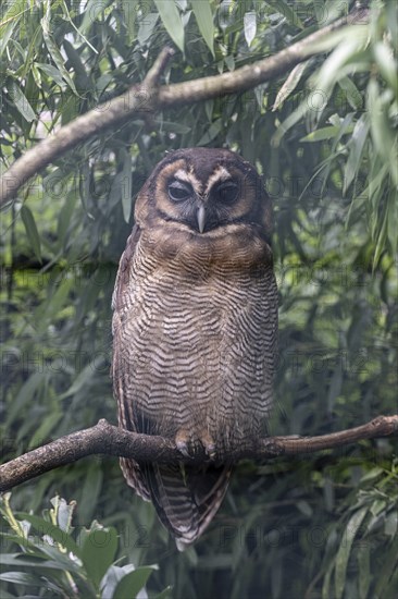 Brown wood owl (Strix leptogrammica), Walsrode Bird Park, Lower Saxony, Germany, Europe