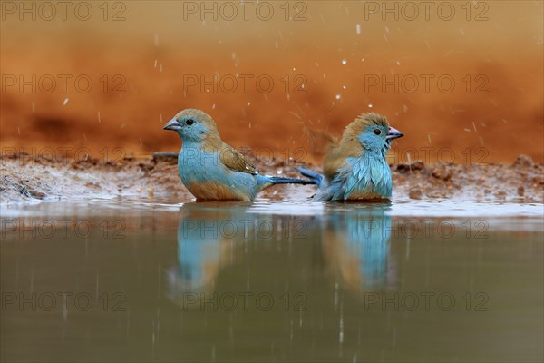 Angolan butterfly finch (Uraeginthus angolensis), blue-eared butterfly finch, adult, two birds, at