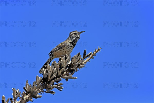 Cactus wren (Campylorhynchus brunneicapillus), adult, on wait, Sonora Desert, Arizona, North
