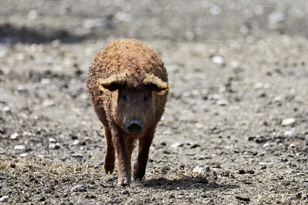 Woolly pig or Mangalica pig, Hungary, Europe