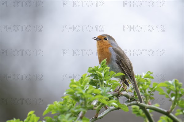 European robin (Erithacus rubecula) on a curved branch with freshly sprouted green leaves in