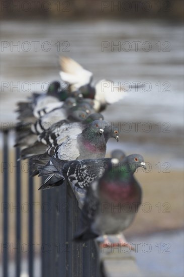 City pigeons in winter, Saxony, Germany, Europe
