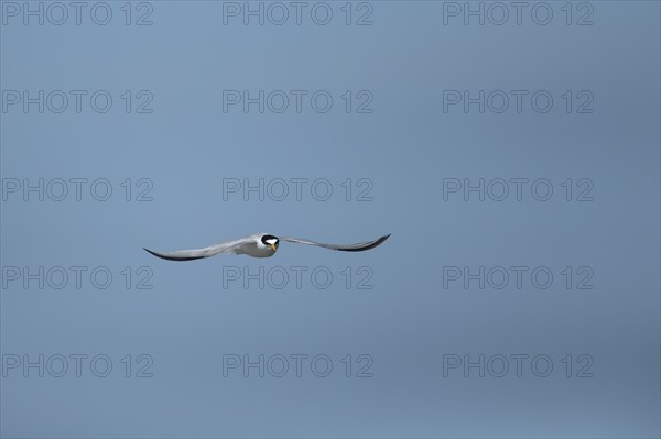 Little tern (Sternula albifrons) adult bird in flight against a blue sky, Suffolk, England, United