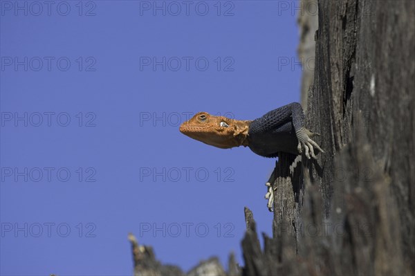 Namibian rock agama, (Agama planiceps) male in wedding dress, Etosha NP, Namibia, Africa