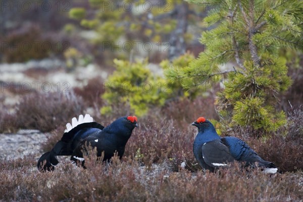 Black grouse, black grouse, courtship display, (Lyrurus tetrix), Sweden, pair, Hamra, Hamra,