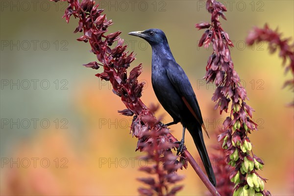 Red-winged starling (Onychognathus morio), adult, male, foraging, on honeybush (Melianthus major),