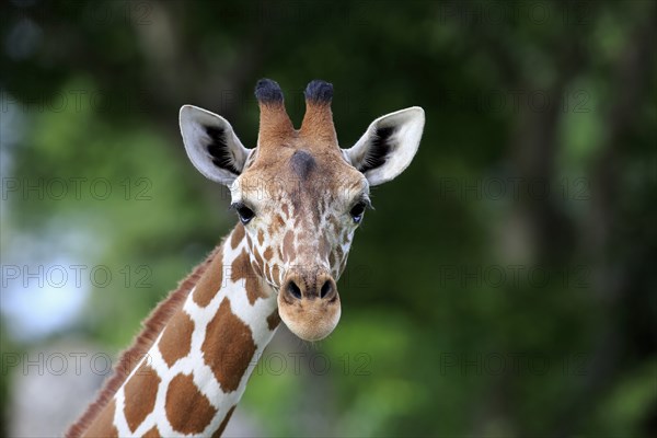 Reticulated giraffe (Giraffa camelopardalis reticulata), adult Portrait, Kenya, Africa