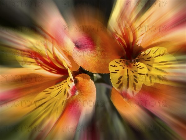 Peruvian lily, Peruvian lily (Alstroemeria aurea, zoom effect