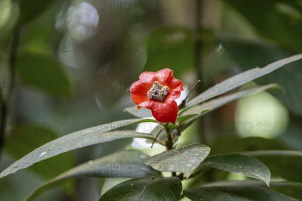 Kissing mouth plant (Palicourea elata), formerly (Psychotria elata), plant with red flower,