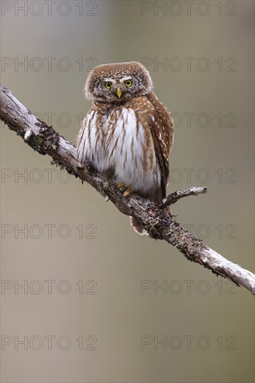 Pygmy owl (Glaucidium passerinum), Luce, Mountain area, Luce, Styria, Slovenia, Europe