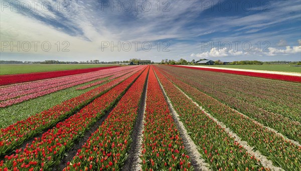 Agriculture, dense, intensely red blooming tulip field up to the horizon, aerial view, from above,