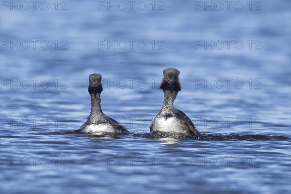 Black necked grebe (Podiceps nigricollis) two adult birds in breeding plumage swimming parallel