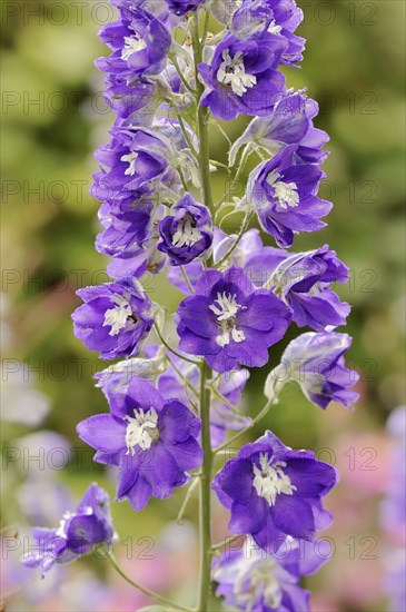 Delphinium elatum hybride, inflorescence, ornamental plant, North Rhine-Westphalia, Germany, Europe