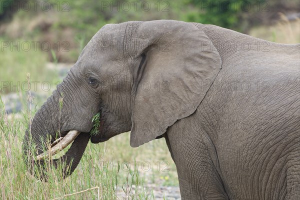 African bush elephant (Loxodonta africana), adult male feeding on reeds in the bed of the Olifants