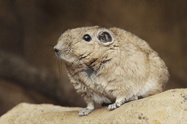 Gundi or common gundi (Ctenodactylus gundi), captive, occurring in North Africa