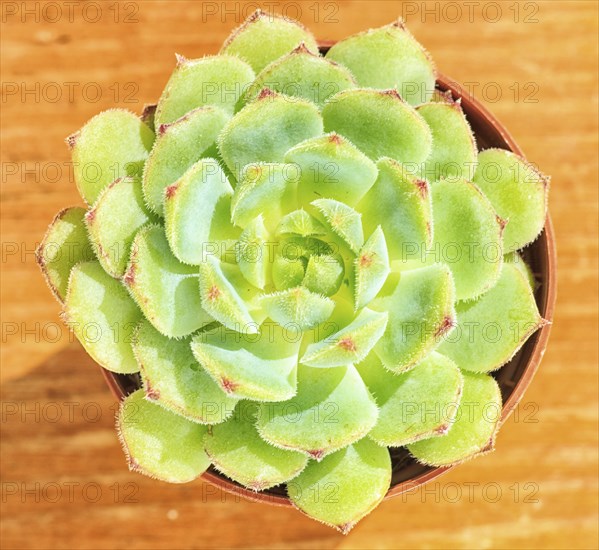Beautiful little plant, succulent in a small flower pot. on the wooden background