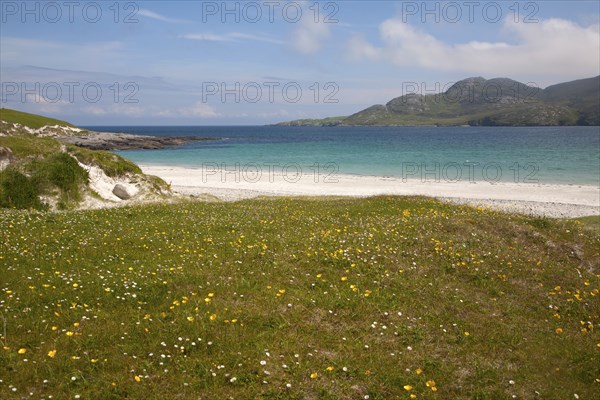 Machair grassland and sandy beach at Bagh a Deas, South Bay, Vatersay island, Barra, Outer