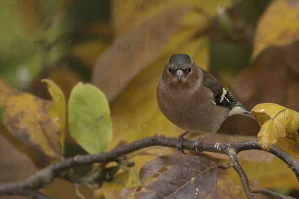 Eurasian chaffinch (Fringilla coelebs) adult bird amongst autumnal leaves of a garden Magnolia tree