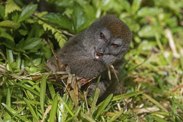 Eastern lesser bamboo lemur (Hapalemur griseus), gray gentle lemur, Andasibe-Mantadia National