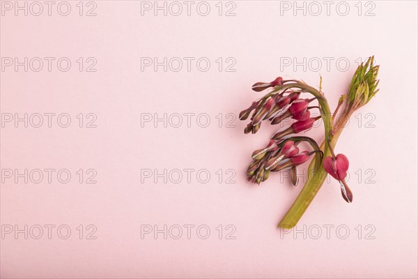 Bleeding heart, dicentra flowers on pink pastel background. top view, flat lay, copy space, still