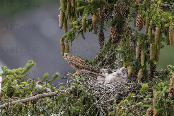Common kestrel (Falco tinnunculus), female adult bird with young birds not yet ready to fly in the