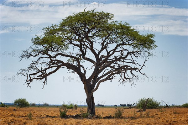 Free standing tree in the landscape with elephant herd, elephant (Loxodonta africana), steppe,