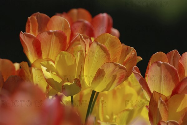 Tulip blossom, Mainau Island, Lake Constance, Mainau Island, Germany, Europe