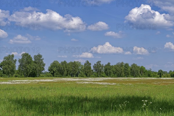 Semi-open pasture landscape Röwitz with bushes and trees in the UNESCO Drömling Biosphere Reserve.
