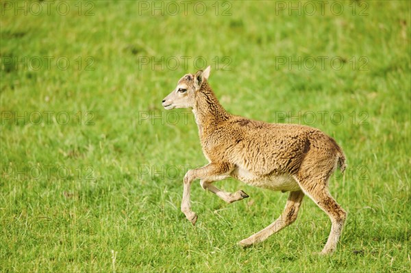 European mouflon (Ovis aries musimon) running standing on a meadow, tirol, Kitzbühel, Wildpark