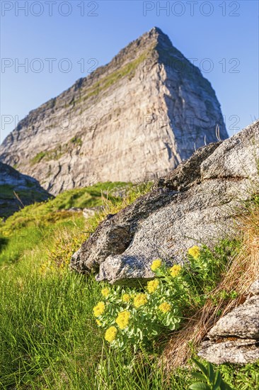 Flowering golden root (Rhodiola rosea) by the mountain peak Trænstaven on Sanna island, Træna,