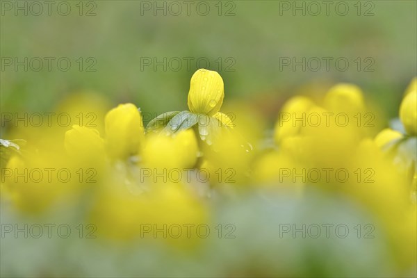 Winter aconites (Eranthis hyemalis), Germany, Europe