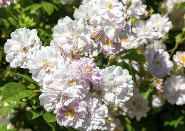 Close up of flowers, Paul's Himalayan Musk rambling rose pink flower, Suffolk, England, UK