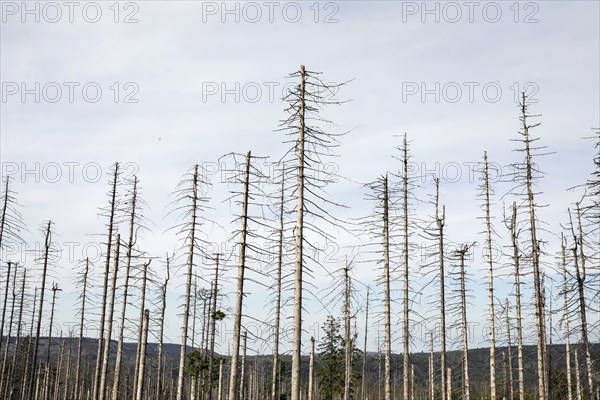 Dead spruce trees, due to infestation by bark beetles, Oderbrück, 19/07/2020