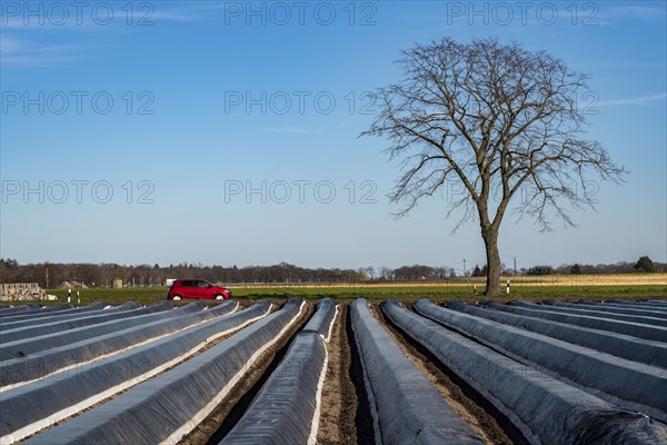 Agriculture on the Lower Rhine, early season, asparagus cultivation in spring, under plastic