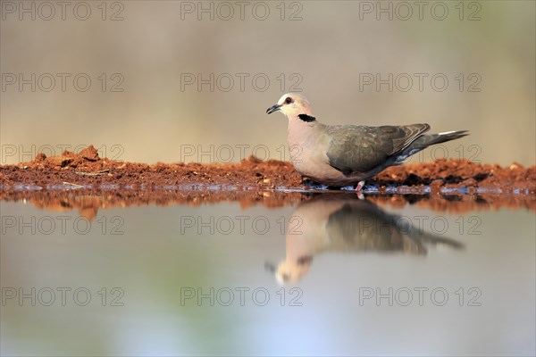 Red-eyed dove (Streptopelia semitorquata), Red-eyed Dove adult, at the water, Kruger National Park,