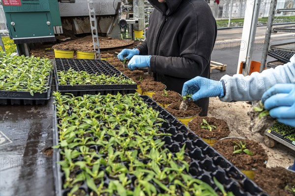 Horticultural business, greenhouse, young plants are potted, the potting soil is filled into the