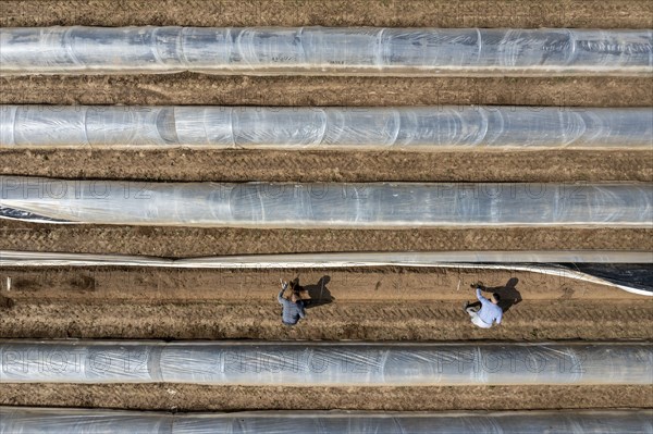 Asparagus harvest in the Rhineland, asparagus pickers at work in an asparagus field covered with