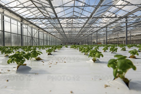 Agriculture, herb nursery, basil seedlings, growing in a greenhouse