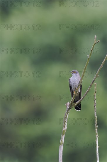 Common cuckoo (Cuculus canorus) male, Lower Saxony, Germany, Europe