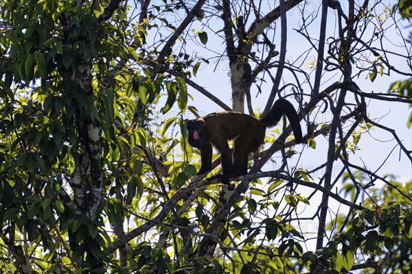 Red Nosed Bearded Saki, Chiropotes albinasus, Amazon basin, Brazil, South America
