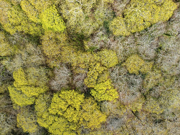 Top Down over Forest from a drone, Long Wood, River Dart, Dartmouth, Kingswear, Devon, England,