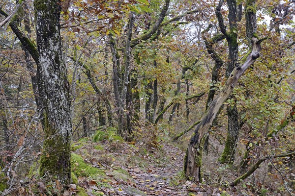 Narrow hiking trail leads over a mountain ridge, gnarled deciduous trees with autumn leaves,