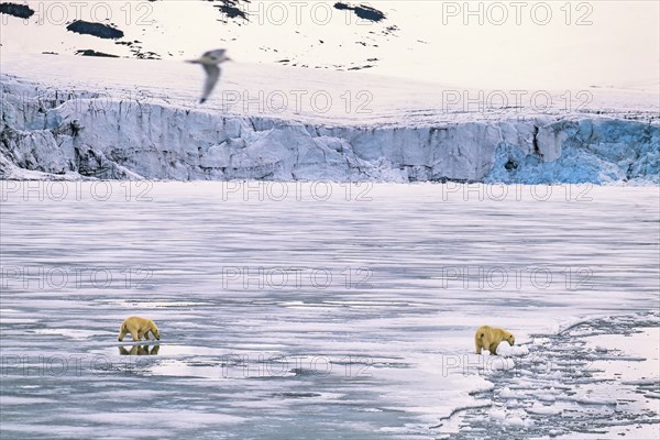 Polar bears (Ursus maritimus) walking on melting ice by a sea glacier in the arctic, Svalbard