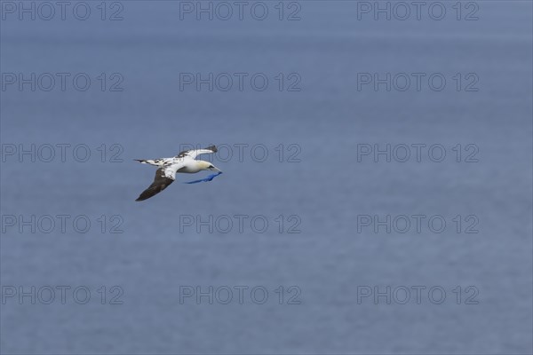 Northern gannet (Morus bassanus) adult bird in flight with a piece of plastic waste in its beak,