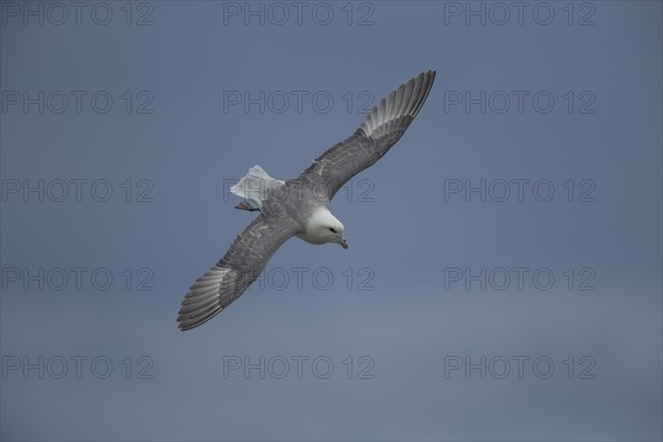 Northern Fulmar (Fulmarus glacialis) adult bird in flight, Yorkshire, England, United Kingdom,