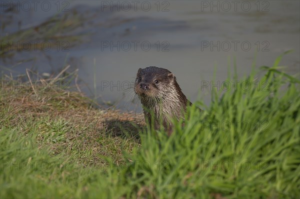 European otter (Lutra lutra) adult animal on a river bank, United Kingdom, Europe